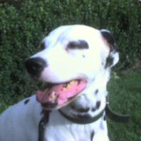 Porträt vom Dalmatiener